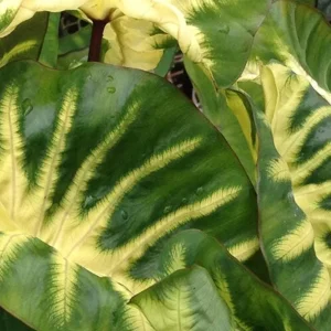Maui Sunrise Colocasia Live Plant - Tropical Elephant Ear - 3