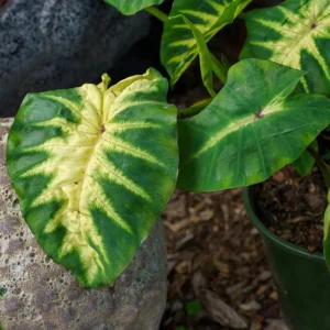 Maui Sunrise Colocasia Live Plant - Tropical Elephant Ear - 3