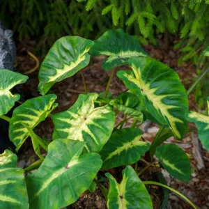 Maui Sunrise Colocasia Live Plant - Tropical Elephant Ear - 3