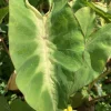 Maui Sunrise Colocasia Live Plant - Tropical Elephant Ear - 3" Pot - Image 1