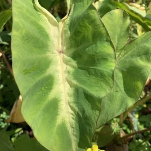 Maui Sunrise Colocasia Live Plant - Tropical Elephant Ear - 3