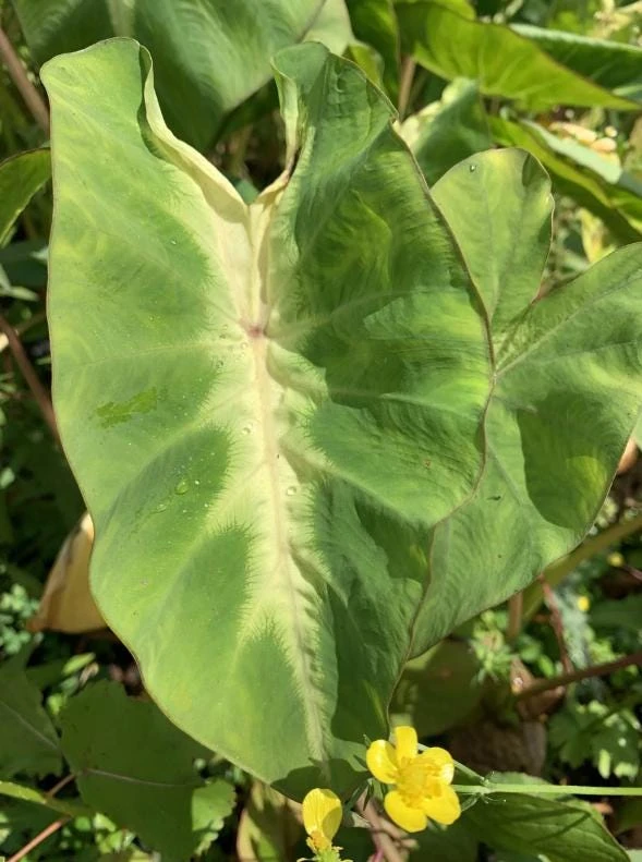 Maui Sunrise Colocasia Live Plant - Tropical Elephant Ear - 3" Pot - Image 1