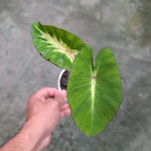Maui Sunrise Colocasia Live Plant - Tropical Elephant Ear - 3