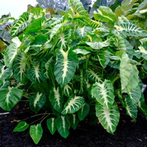 Maui Sunrise Colocasia Live Plant - Tropical Elephant Ear - 3