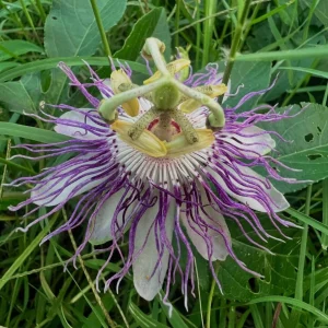 Maypop Passion Flower Live Plant - Passiflora Incarnata - Flowering Vine, Edible Fruit, Hardy - 4 Inch - Image 2