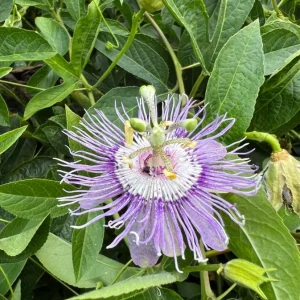 Maypop Passion Flower Live Plant - Passiflora Incarnata - Flowering Vine, Edible Fruit, Hardy - 4 Inch - Image 1