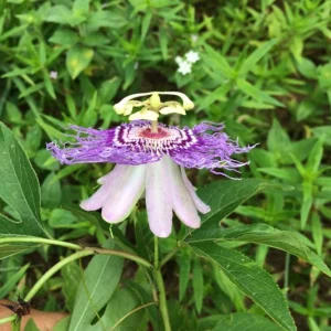 Maypop Passion Flower Live Plant - Passiflora Incarnata - Flowering Vine, Edible Fruit, Hardy - 4 Inch - Image 3