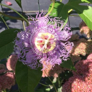 Maypop Passion Flower Live Plant - Passiflora Incarnata - Flowering Vine, Edible Fruit, Hardy - 4 Inch - Image 4