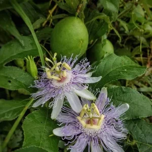 Maypop Passion Flower Live Plant - Passiflora Incarnata - Flowering Vine, Edible Fruit, Hardy - 4 Inch - Image 5