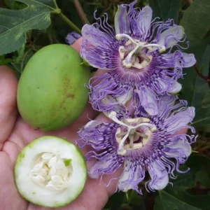 Maypop Passion Flower Live Plant - Passiflora Incarnata - Flowering Vine, Edible Fruit, Hardy - 4 Inch - Image 6