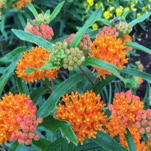 Milkweed Mix Live Plant - Monarch Butterfly Host & Nectar - 3-6 inches tall - Image 2