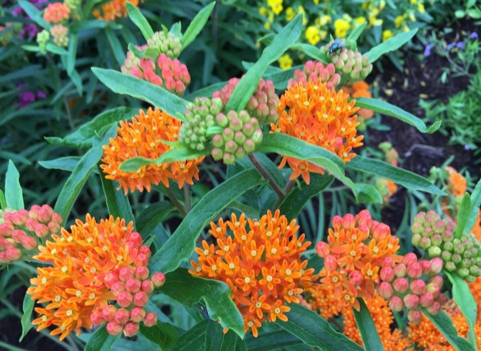 Milkweed Mix Live Plant - Monarch Butterfly Host & Nectar - 3-6 inches tall - Image 2