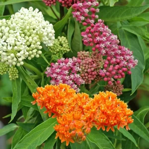 Milkweed Mix Live Plant - Monarch Butterfly Host & Nectar - 3-6 inches tall - Image 1