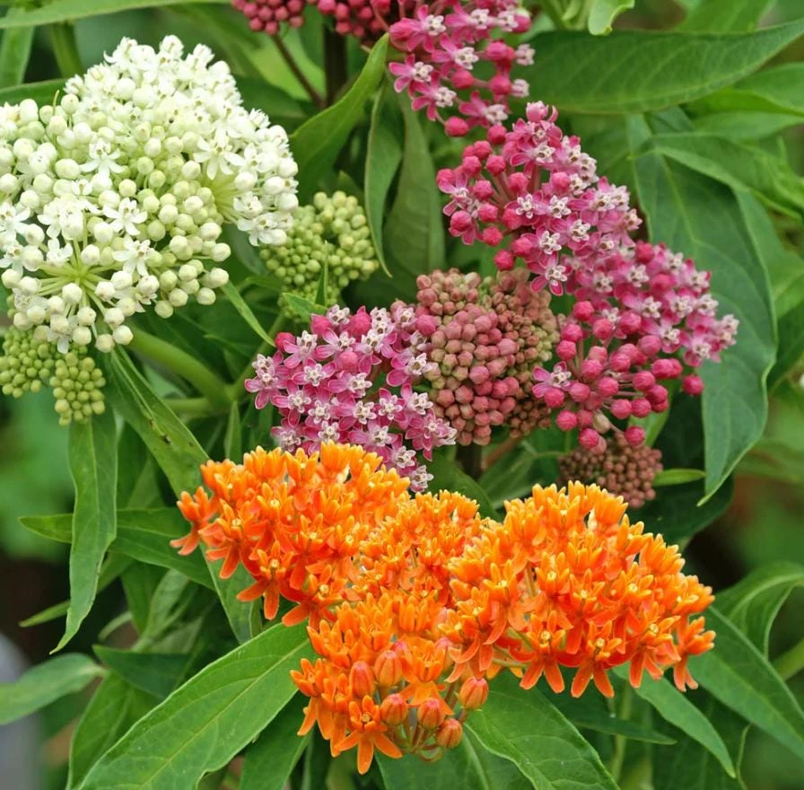 Milkweed Mix Live Plant - Monarch Butterfly Host & Nectar - 3-6 inches tall - Image 1
