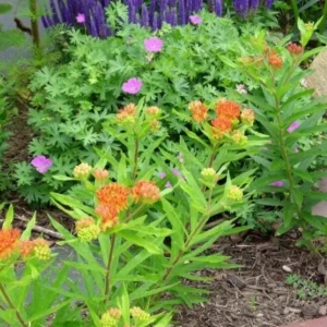 Milkweed Mix Live Plant - Monarch Butterfly Host & Nectar - 3-6 inches tall - Image 3