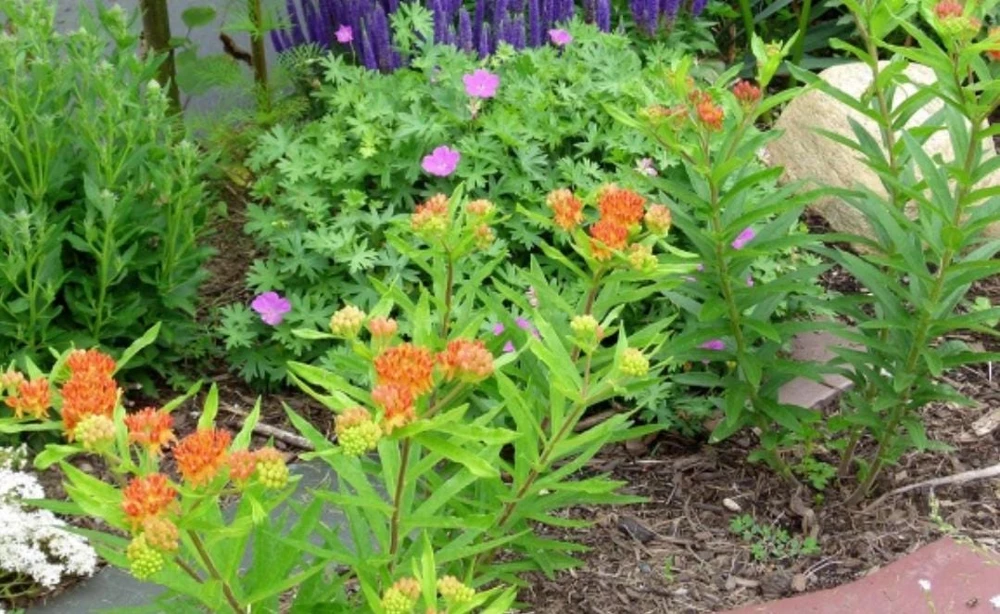 Milkweed Mix Live Plant - Monarch Butterfly Host & Nectar - 3-6 inches tall - Image 3