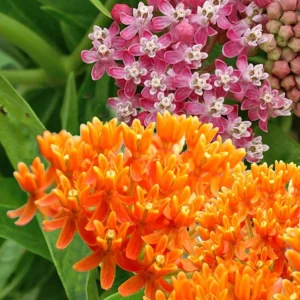 Milkweed Mix Live Plant - Monarch Butterfly Host & Nectar - 3-6 inches tall - Image 4