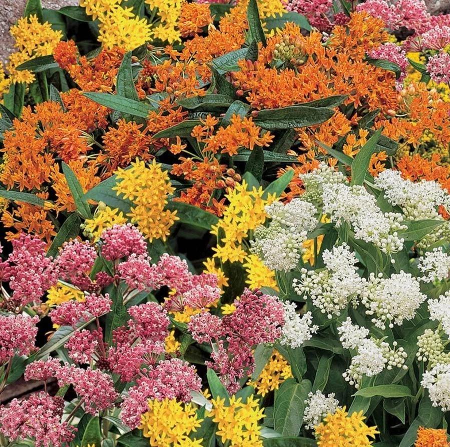 Milkweed Mix Live Plant - Monarch Butterfly Host & Nectar - 3-6 inches tall - Image 5