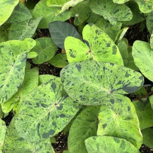 Mojito Colocasia Live Plant – 6-10
