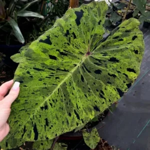 Mojito Colocasia Live Plant – 6-10