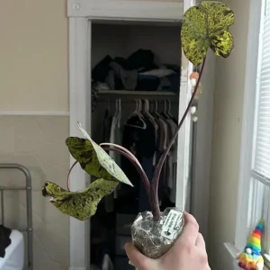 Mojito Colocasia Live Plant – 6-10