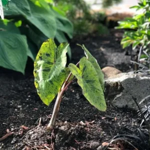 Mojito Colocasia Live Plant – 6-10