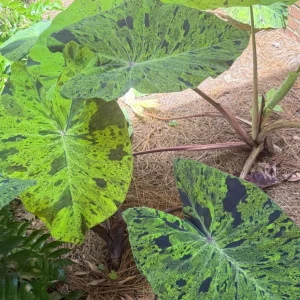 Mojito Colocasia Live Plant – 6-10