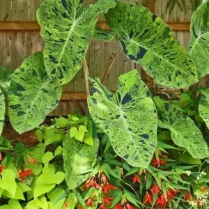 Mojito Colocasia Live Plant – 6-10