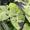 Mojito Colocasia Live Plant – 6-10" Tall Tropical Foliage Plant - Image 1