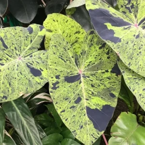 Mojito Colocasia Live Plant – 6-10