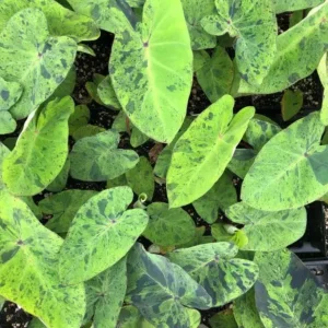 Mojito Colocasia Live Plant – 6-10