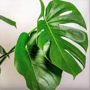 Monstera Deliciosa Live Plant - Tropical Philodendron Starter - 5-8