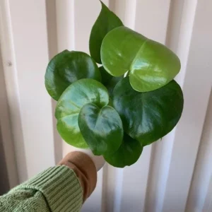 Monstera Deliciosa Live Plant - Tropical Philodendron Starter - 5-8