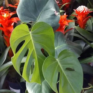 Monstera Deliciosa Live Plant - Tropical Philodendron Starter - 5-8