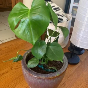 Monstera Deliciosa Live Plant - Tropical Philodendron Starter - 5-8
