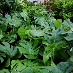 Monstera Deliciosa Live Plant - Tropical Philodendron Starter - 5-8