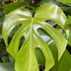 Monstera Deliciosa Live Plant - Tropical Philodendron Starter - 5-8" Tall - Image 1