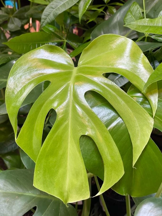 Monstera Deliciosa Live Plant - Tropical Philodendron Starter - 5-8" Tall - Image 1