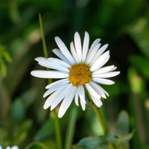 Montauk Daisy Live Plant – Hardy Perennial – White Flowers – 3-6