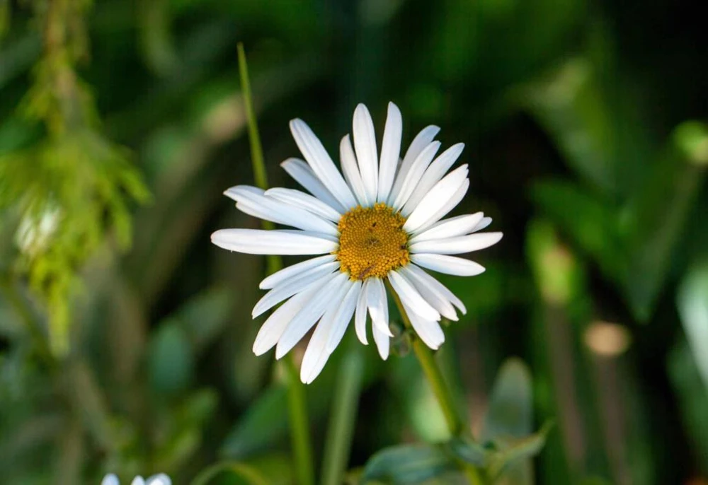 Montauk Daisy Live Plant – Hardy Perennial – White Flowers – 3-6" Tall – Outdoor - Image 2