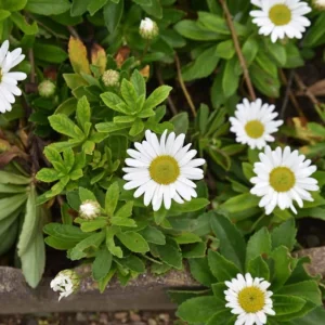 Montauk Daisy Live Plant – Hardy Perennial – White Flowers – 3-6