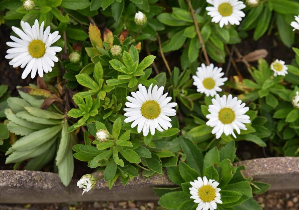 Montauk Daisy Live Plant – Hardy Perennial – White Flowers – 3-6" Tall – Outdoor - Image 3