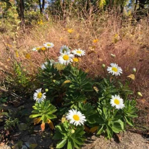 Montauk Daisy Live Plant – Hardy Perennial – White Flowers – 3-6