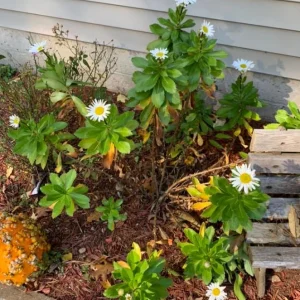 Montauk Daisy Live Plant – Hardy Perennial – White Flowers – 3-6
