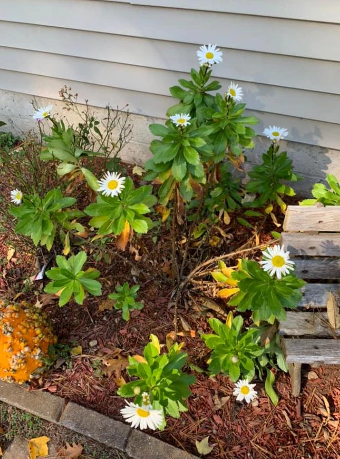 Montauk Daisy Live Plant – Hardy Perennial – White Flowers – 3-6" Tall – Outdoor - Image 5