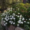 Montauk Daisy Live Plant – Hardy Perennial – White Flowers – 3-6" Tall – Outdoor - Image 1