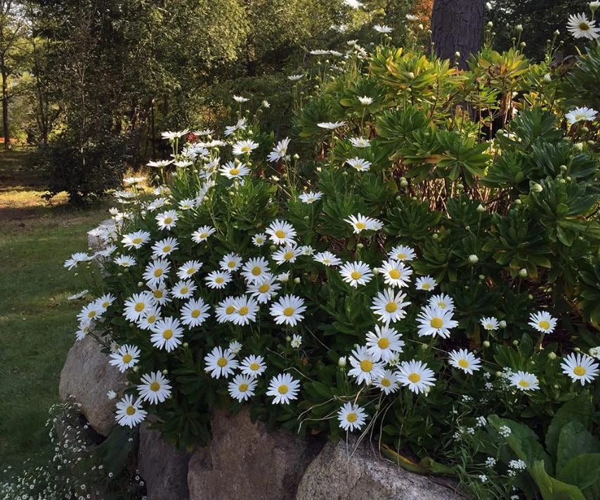 Montauk Daisy Live Plant – Hardy Perennial – White Flowers – 3-6" Tall – Outdoor - Image 1