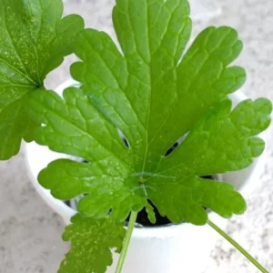 Motherwort Live Plant - Leonurus Artemisia Medicinal Herb Starter Plant Outdoor Green - Image 2