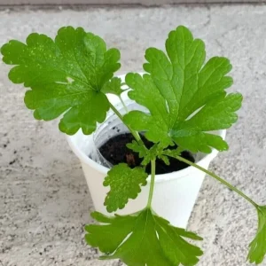 Motherwort Live Plant - Leonurus Artemisia Medicinal Herb Starter Plant Outdoor Green - Image 1