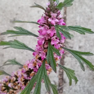 Motherwort Live Plant - Leonurus Artemisia Medicinal Herb Starter Plant Outdoor Green - Image 4
